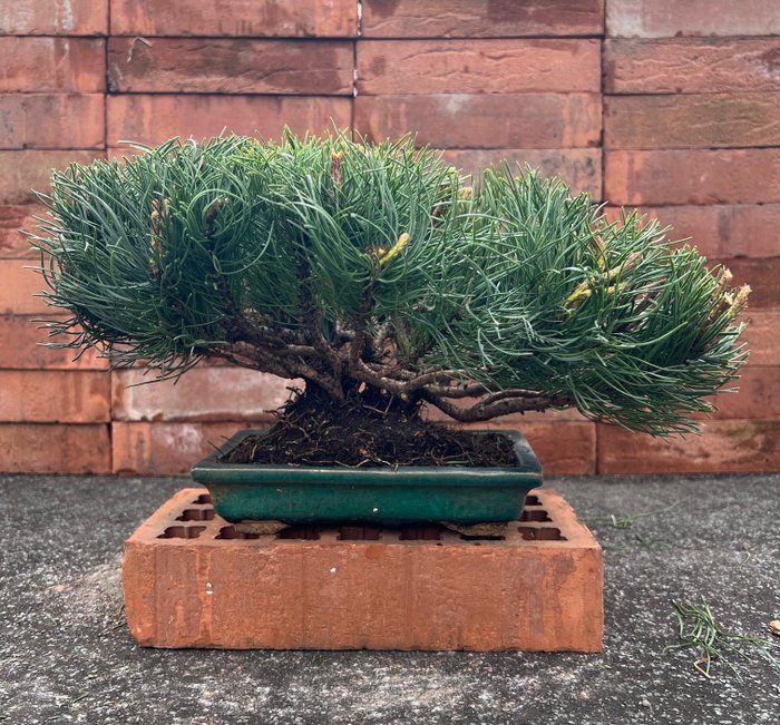 Pine bonsai (Pinus) - 高度 (樹): 20 cm - 深度 (樹): 38 cm - 日本