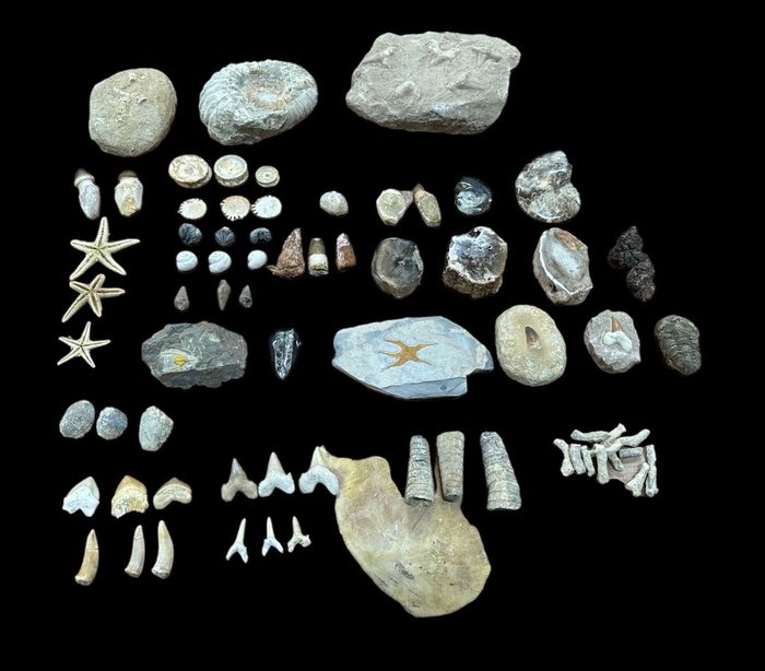 收藏 - 動物化石 - coleccion de fosiles 69 piezas - 6 cm - 6 cm  (沒有保留價)