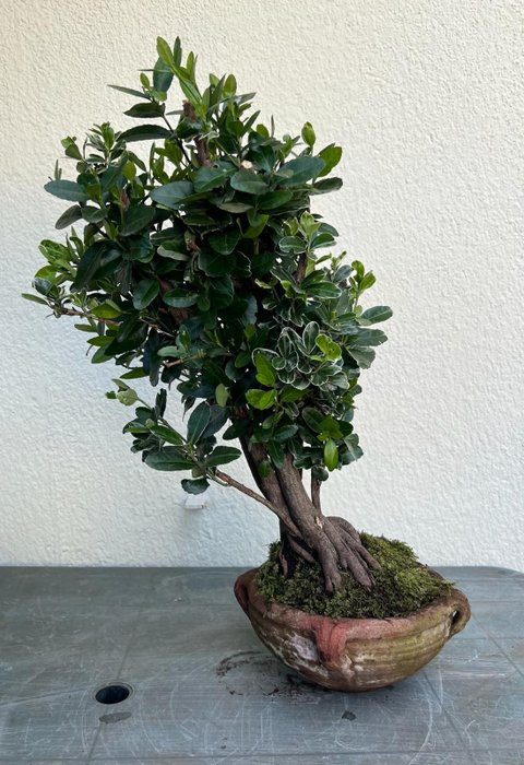 pittosporum bonsai - Altura (árvore): 66 cm - Profundidade (árvore): 43 cm - Japão