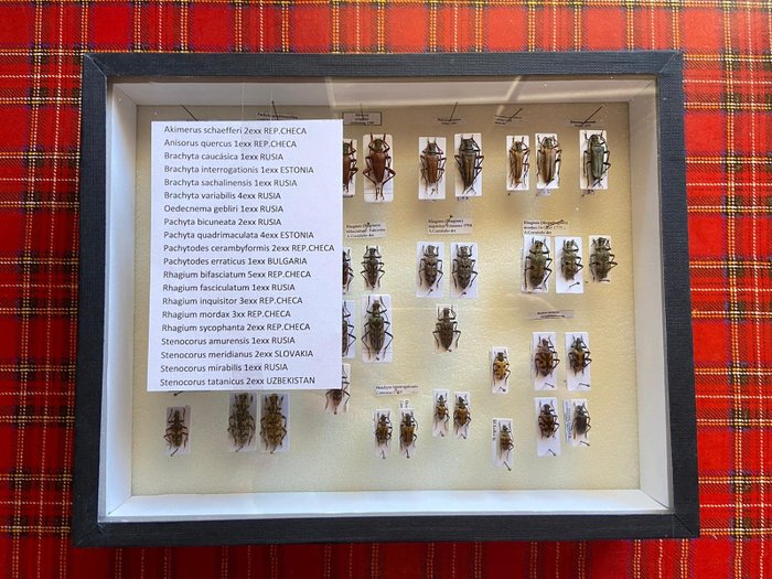 Escarabajo Preparación taxidérmica de cuerpo completo - Coleopteros Cerambicidos - 5 cm - 25 cm - 30 cm