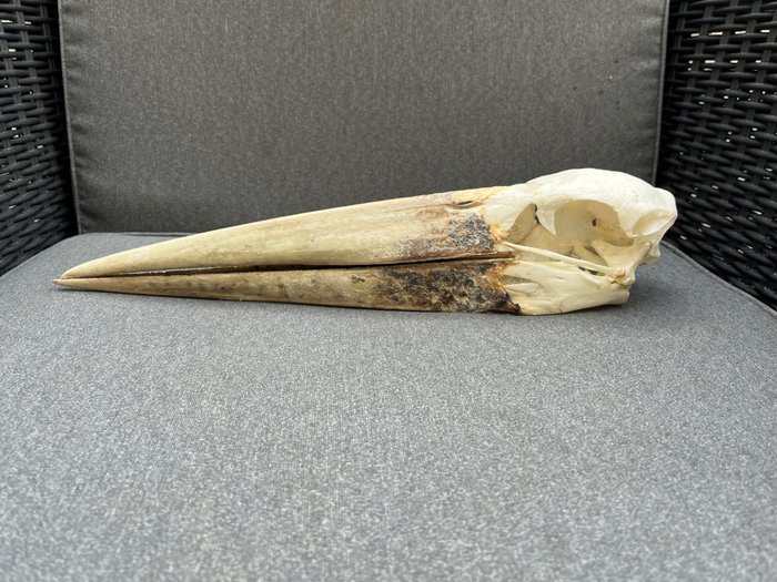 鹳鹳 - 鸟颅骨 - Leptoptilos crumeniferus - 8.5 cm - 9 cm - 39 cm- 非《濒危物种公约》物种