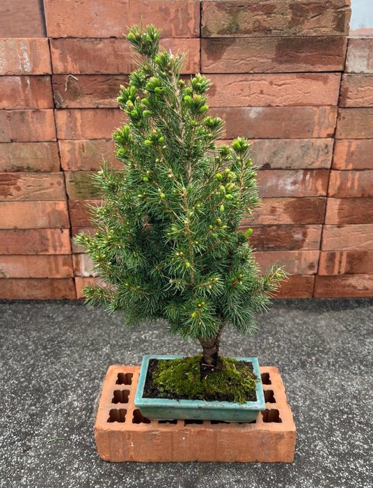 Spruce bonsai (Picea) - Magasság (fa): 43 cm - Mélység (fa): 23 cm - Japán
