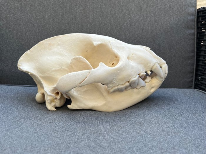 棕色鬣狗 - 哺乳动物颅骨 - Parahyaena brunnea - 14 cm - 16 cm - 27 cm- 非《濒危物种公约》物种