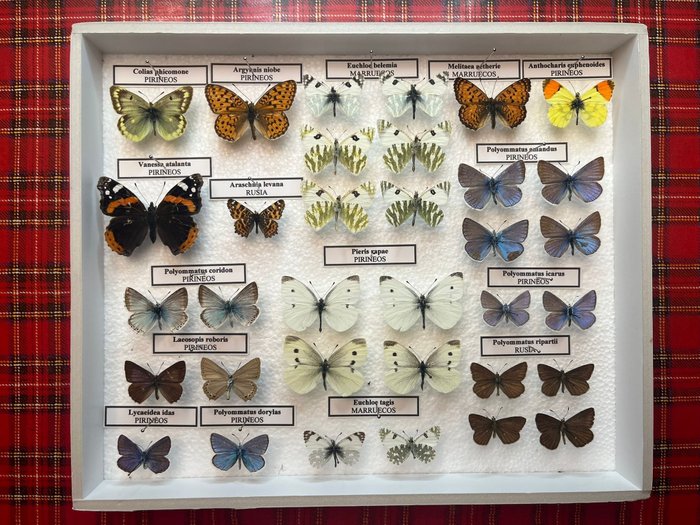 Perhonen Täytetyn eläimen koko kehon jalusta - Butterflies - 5 cm - 25 cm - 30 cm