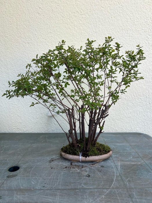hawthorn bonsai - Height (Tree): 52 cm - Depth (Tree): 60 cm - Japan