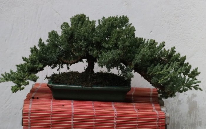 Enebærtræs bonsai (Juniperus) - Højde (Træ): 19 cm - Dybde (Træ): 50 cm - Japan
