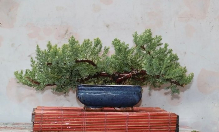 Einer bonsai (Juniperus) - Høyde (tre): 17 cm - Dybde (tre): 42 cm - Japan