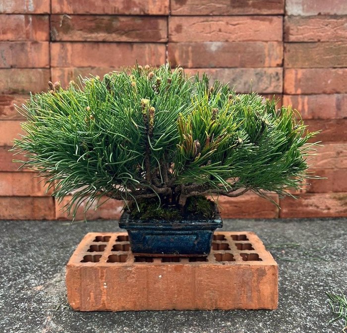 Furu bonsai (Pinus) - Høyde (tre): 20 cm - Dybde (tre): 38 cm - Japan