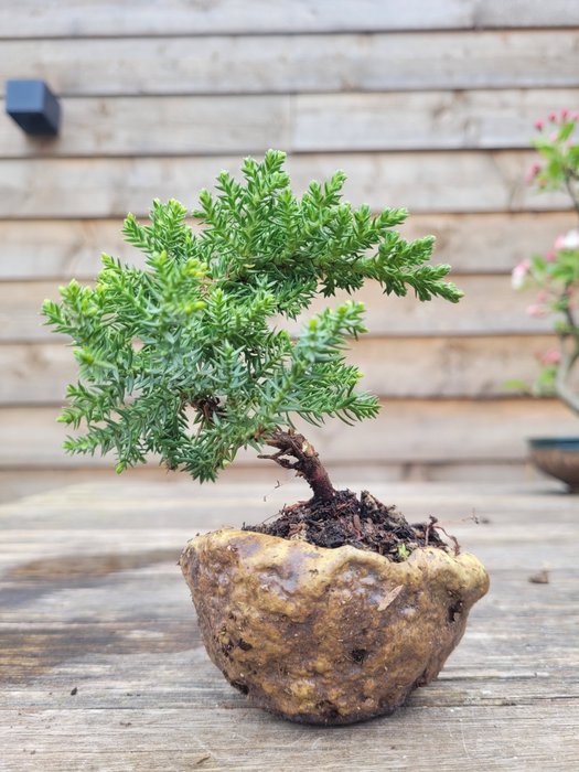 Kataja-bonsai (Juniperus) - Korkeus (puu): 10 cm - Syvyys (puu): 10 cm - Alankomaat