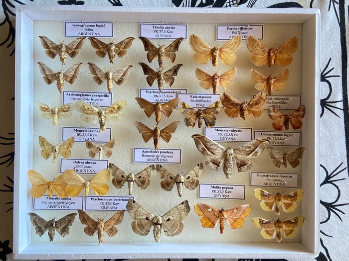 Mot Taxidermie volledige montage - Moths - 5 cm - 25 cm - 30 cm