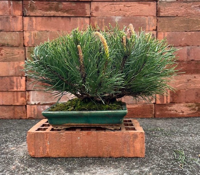 Bonsai sosna (pinus) - Wysokość (drzewko): 18 cm - Głębokość (drzewko): 30 cm - Japonia