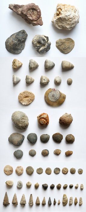 Cochilie fosilizată  (Fără preț de rezervă)