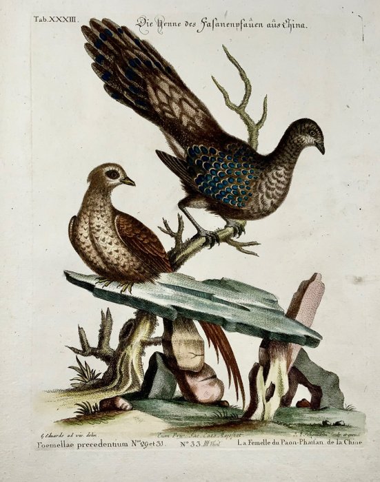 Johan Michael Seligman / George Edwards : Le Femelle du Paon-Pahilan, de la Chine [Peahen] - 1749