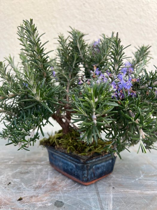 bonsaï de romarin - Hauteur (arbre) : 22 cm - Profondeur (arbre) : 35 cm - Japon