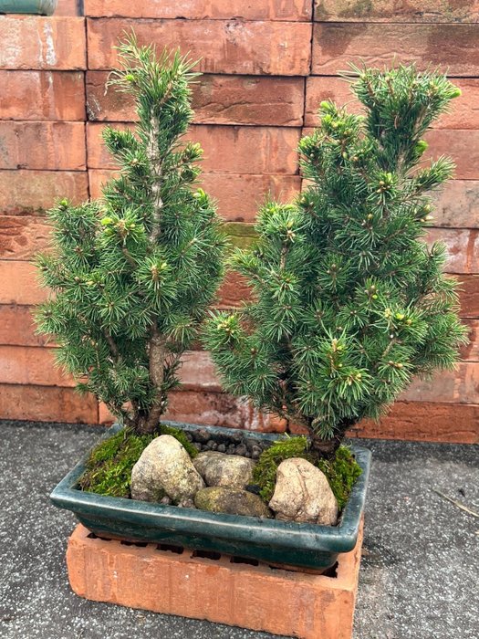 Gran-bonsai (Picea) - Höjd (träd): 37 cm - Djup (träd): 38 cm - Japan