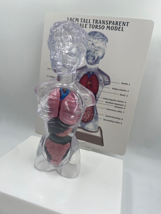 Onderwijs/demonstratiemodel (1) - Plastic, anatomische modellen van het menselijk torso - 1990-2000