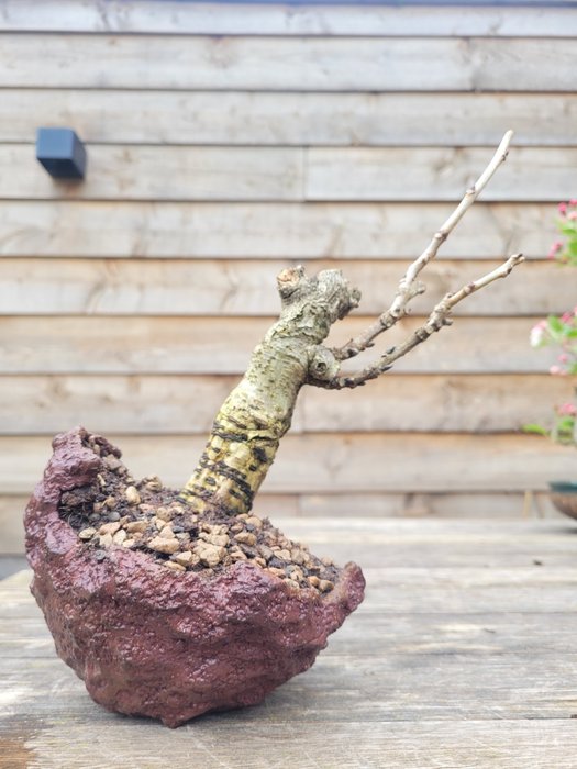 Wisteria bonsai - 高度 (樹): 25 cm - 深度 (樹): 12 cm - 日本