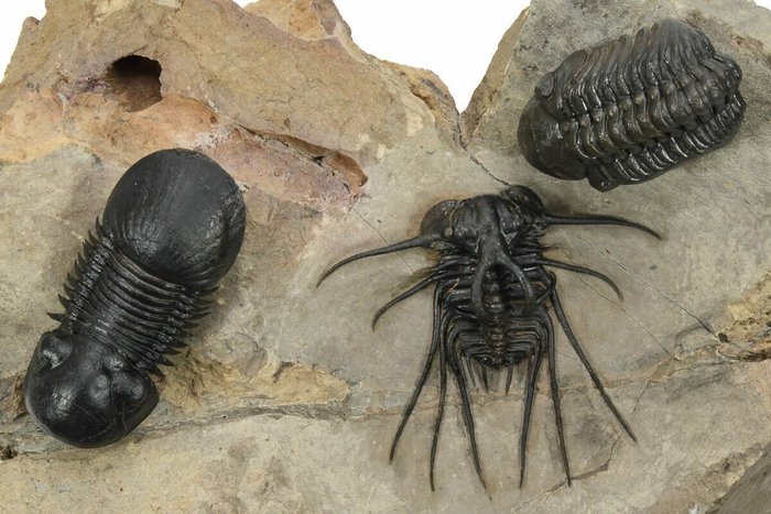Piastra multipla trilobita - Animale fossilizzato - Dicranurus monstrosus