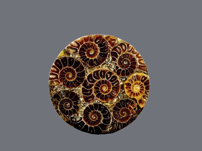 Polierte Ammonitenscheibe - Fossil-Matrix - Aioloceras (Cleoniceras) sp. - 8 cm  (Ohne Mindestpreis)