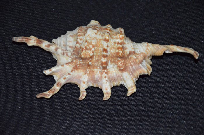 海蜗牛 海贝 - M-350 LAMBIS SCORPIUS  (没有保留价)