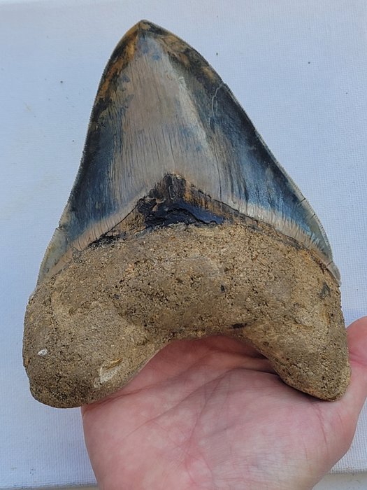 Fossiele tand - 15 cm - 11.5 cm