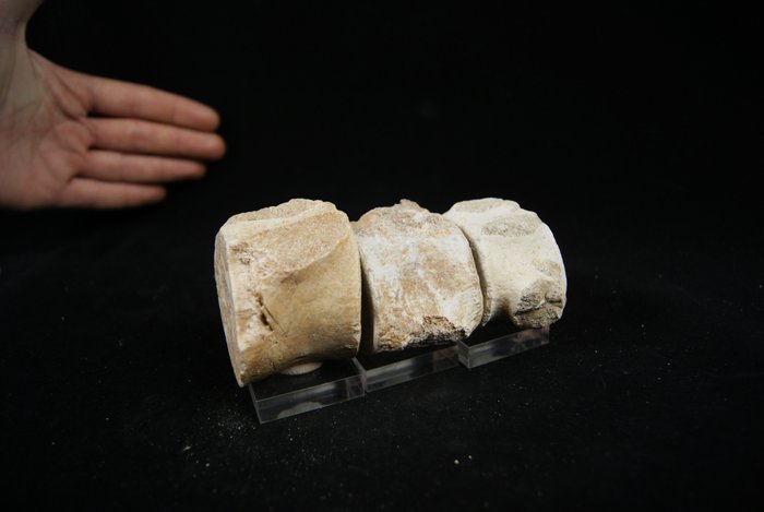 Mosasaurus vertebrae association - Fossil vertebra bone - Mosasaurus - 12.5 cm  (No Reserve Price)