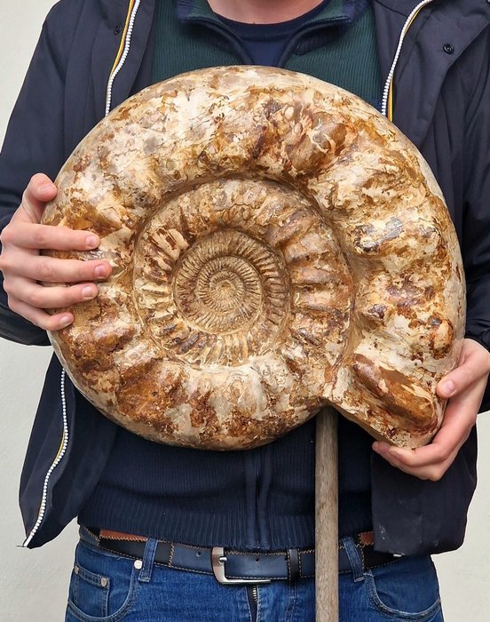 Ammonite - Fossilised shell - 25kg AMMONITE  - 43 cm