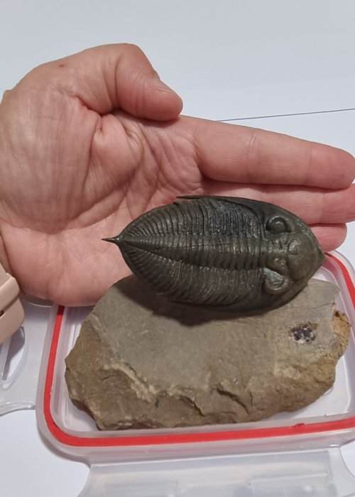 Trilobit - Fossiliserat djur - Zlichovaspis rugosa