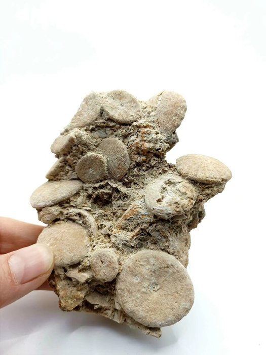 Fantastic Moroccan sea urchin cookies - Fossilised animal - 11 cm - 9 cm