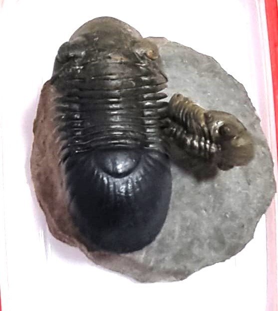 Trilobite - Απολιθωμένο ζώο - Paralejurus spatuliformis