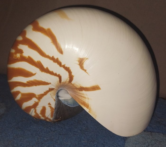 鸚鵡螺 貝殼 - Nautilus  (沒有保留價)