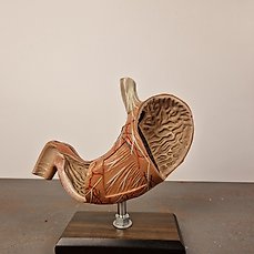 Anatomisch model- kunststof – 1970-1980