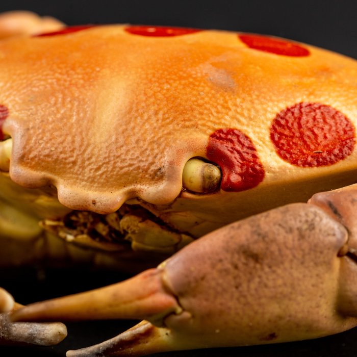 Sea Crab Taxidermy full body mount - Carpilius Maculatus - 200 mm - 110 mm - 55 mm