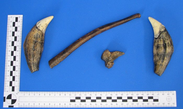 洞熊牙齒、爪子、陰莖骨複製品 骨架 - Ursus speleaeus - 1 cm - 1 cm - 21 cm -  (4)