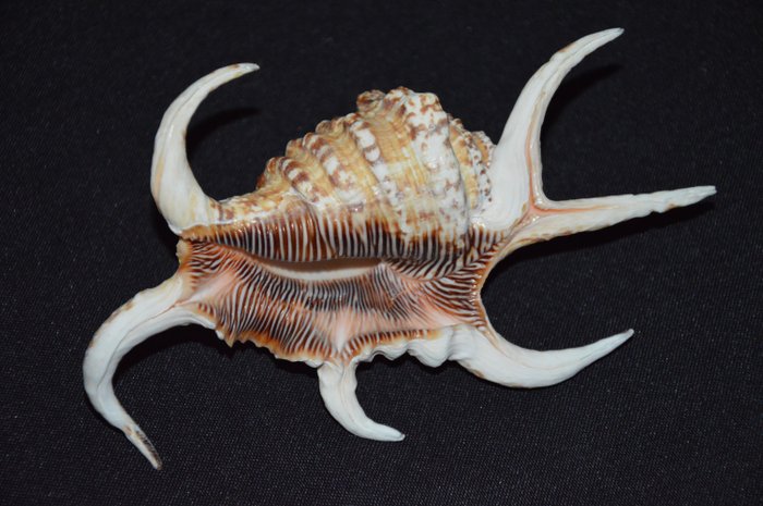 Escargot de mer Coquillage marin - M-347 LAMBIS CHIRAGRA ARTHRITICA  (Sans Prix de Réserve)