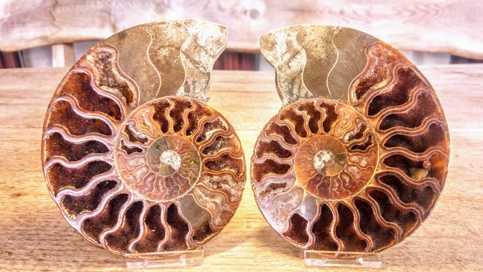 Large Fossil Ammonite - Fossil skeleton - Cleoniceras -  Fossil - 14 cm - 11 cm  (No Reserve Price)