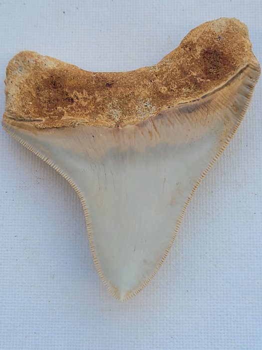 巨牙鯊 - 牙齒化石 - 9 cm - 7.6 cm