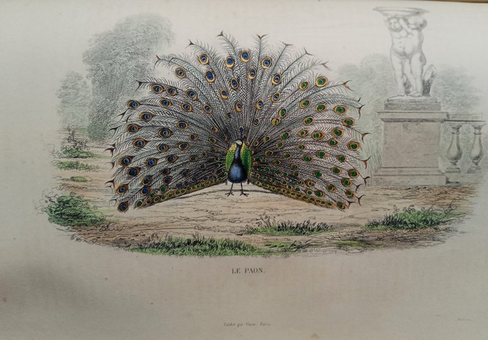 Buffon - Oeuvres complètes de Buffon avec des extraits de Daubenton et la classification de Cuvier - 1863