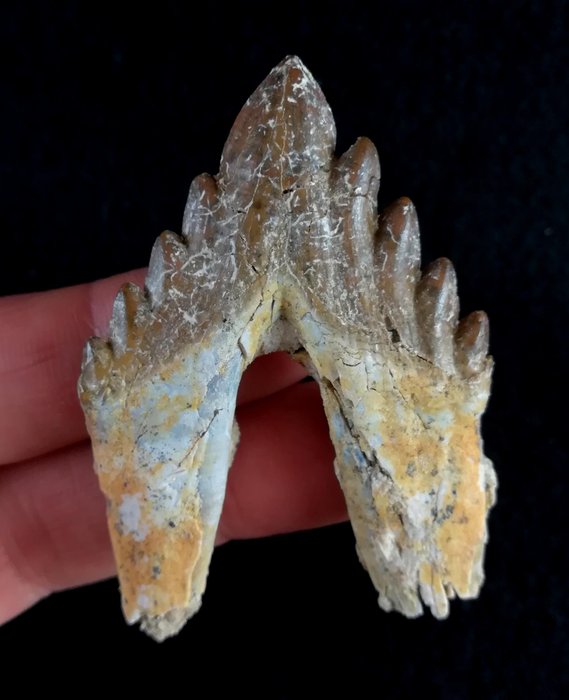 Spektakulär tand av en primitiv val!! - Fossil tand - Basilosaurus sp. - 65 mm - 46 mm