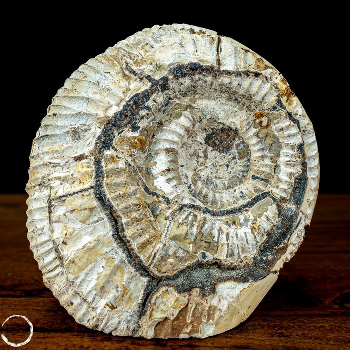 Sjelden! AA++ Naturlig ammonitt Fossil i septarisk matrise- 1193.29 g