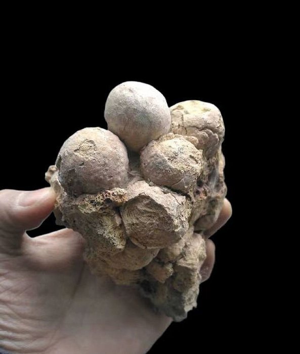 Seltenes Schildkrötenei-Fossil aus der Dinosaurierzeit - Versteinertes Ei