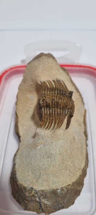 Trilobita - Animal fossilizado