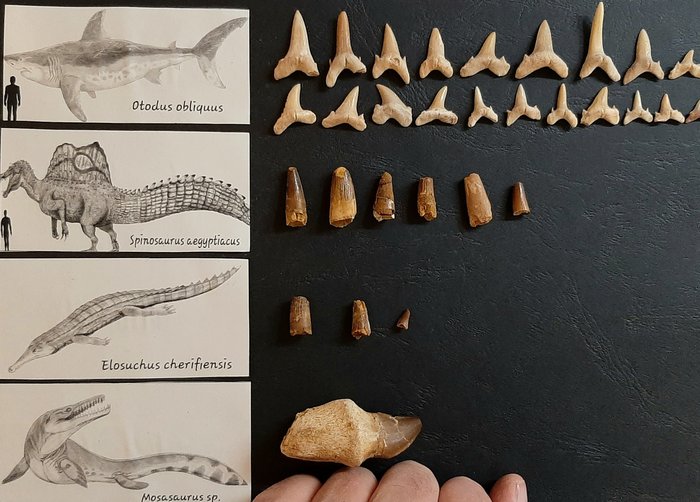Samling 30 fossiler - Fossila tänder - Otodus obliquus; Spinosaurus aegyptiacus; Elosuchus cherifiensis; Mosasaurus sp. 