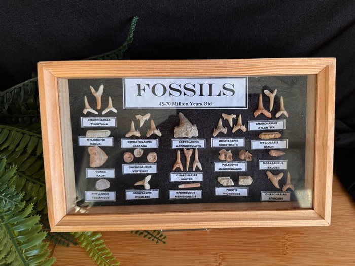 Haj, Mosasaurus, Enchodus, Corax og mere - Fossile tænder - 14.3 cm - 24.5 cm  (Ingen mindstepris)