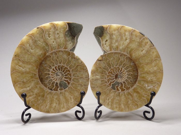 Ammonite - Fossilised animal - Aioloceras (Cleoniceras) sp. - 11.5 cm  (No Reserve Price)
