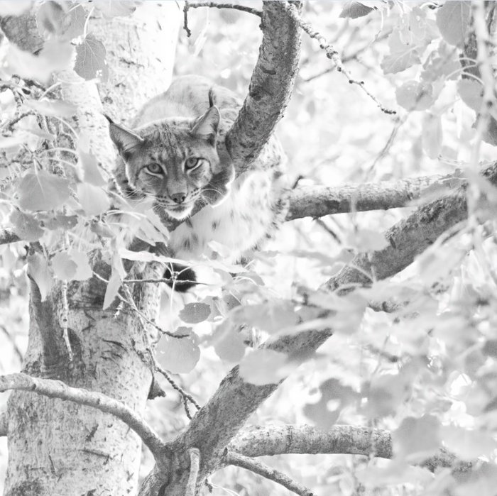 Atrayoux - Lynx dans l'arbre - 50x50 cm