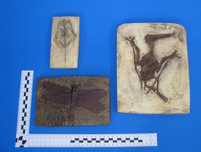 RÉPLICA de pterodáctilo, libélula y murciélago Esqueleto - Pterodactylus kochii und andere - 18 cm - 1.5 cm - 23 cm -  (1)