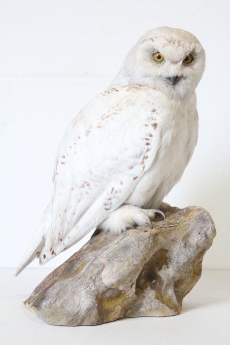 Schneeeule Taxidermie-Ganzkörpermontage - Nyctea scandiaca (with full EU Article 10) - 43 cm - 22 cm - 20 cm - CITES Anhang II - Anhang A in der EU