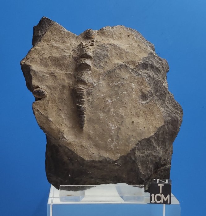 Rare Shocked Belemnite Megateuthis - Hauteur : 112 mm - Largeur : 91 mm - 177 g