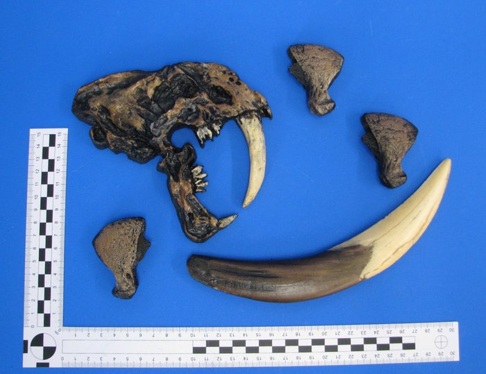 剑齿虎猫的牙齿、爪子复制品 骨架 - Smilodon - 0 cm - 0 cm - 0 cm -  (5)